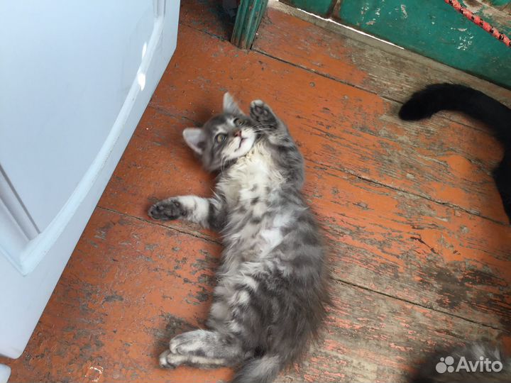 Отдам бесплатно котиков