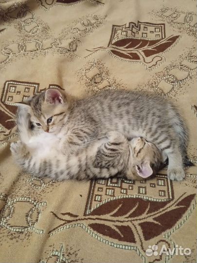 Британские котята