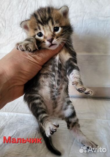 Бенгальские котята