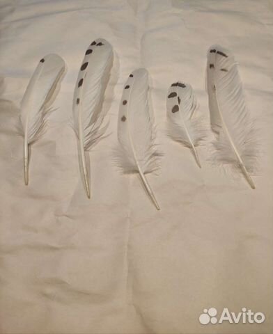 Перья хищных птиц