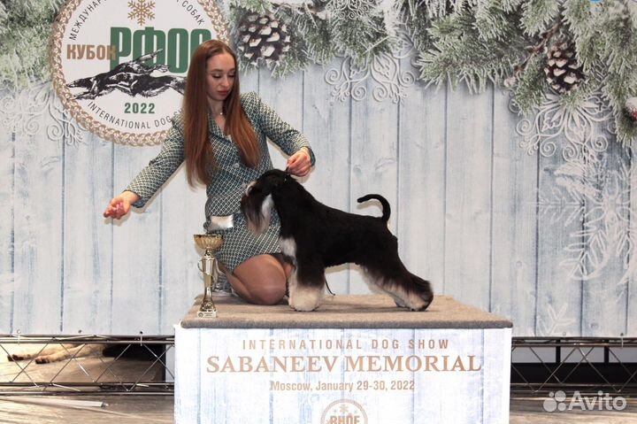 Щенки цвергшнауцера чёрн.с серебром окраса