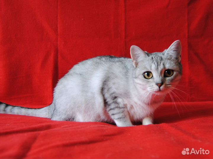 Кошечка в добрые руки