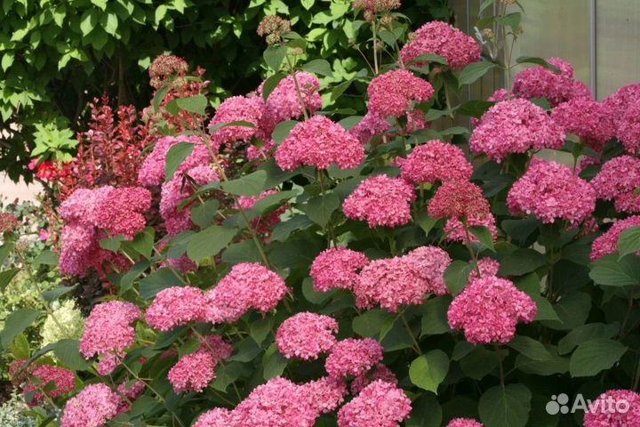 Гортензия древовидная Мэджикал Пинкербелл