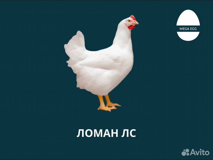 Инкубационное яйцо