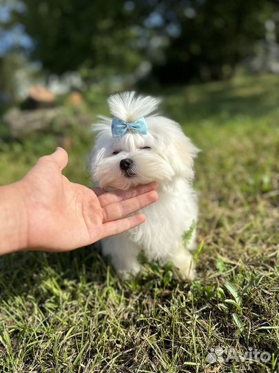 Щенки мальтийской болонки mini