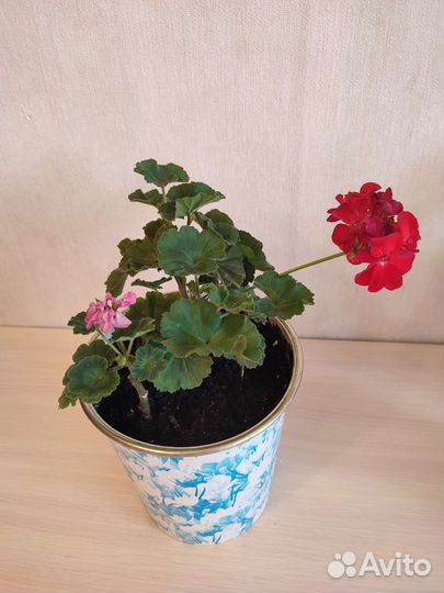 Герань пеларгония