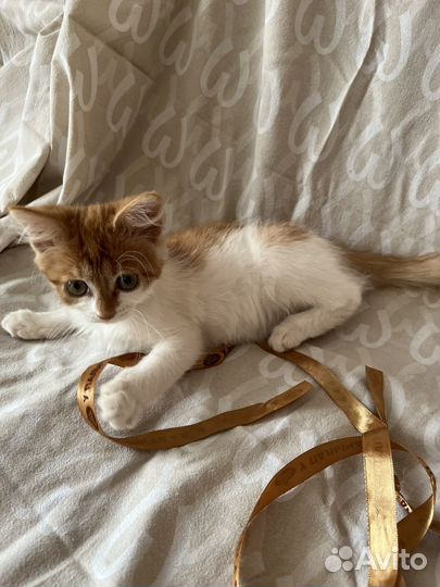 Котенок девочка в очень ответственную семью