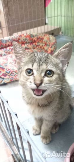 Подкидыши ищут дом