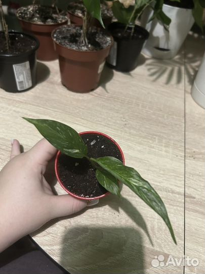 Спатифиллум даймонд