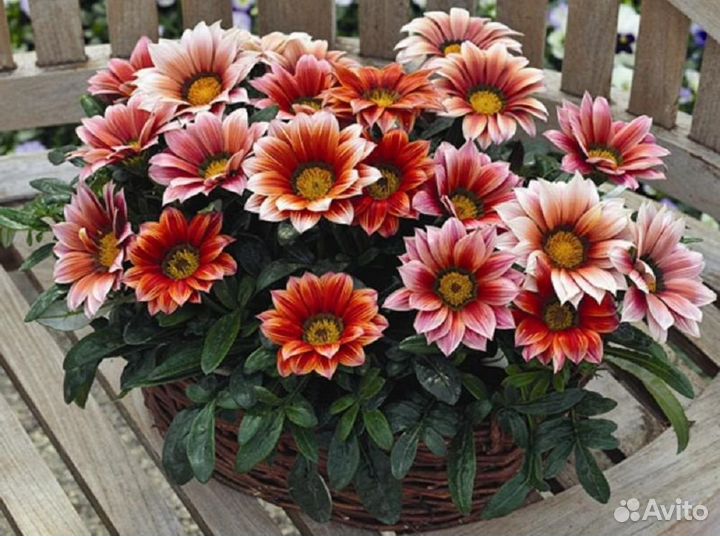 Профсемена цветов