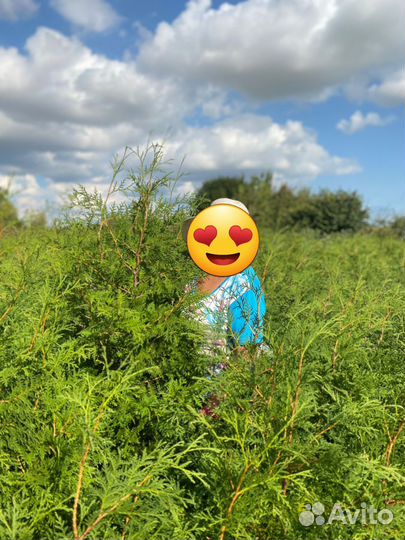 Туя В рассрочку для живой изгороди осень 2023