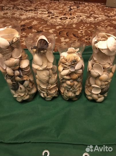 Ракушка с Азовского моря