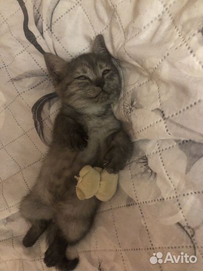 Котёнок мальчик ищет самых лучших и добрых хозяев