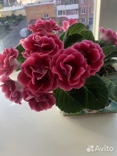 Глоксиния махровая