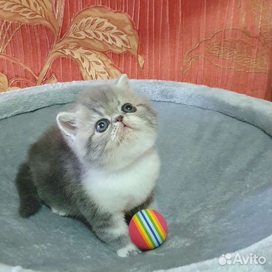 Экзотическая Принцесса в резерве