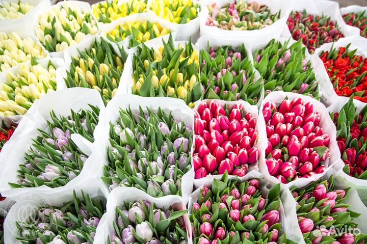 Цветы, букеты, композиции, горшечные цветы