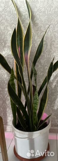 Сансевиерия