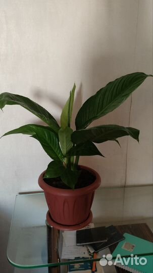 Спатифиллум