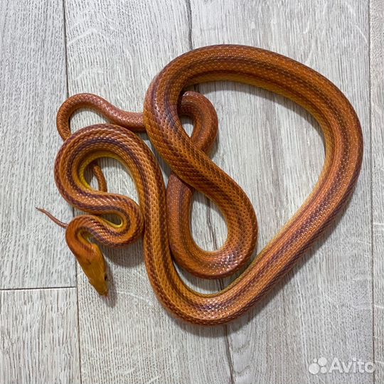 Аренда змей и ящериц для фотосессий