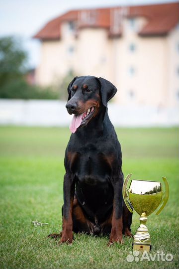 Настоящие доберманы