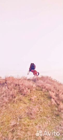 Лошади жеребец