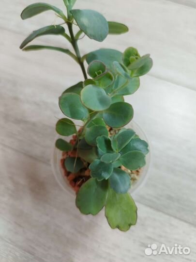 Суккуленты, эуфорбия вар