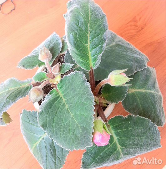 Глоксиния цветущая