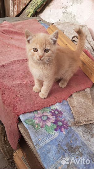 Отдам котят в добрые руки, мальчики