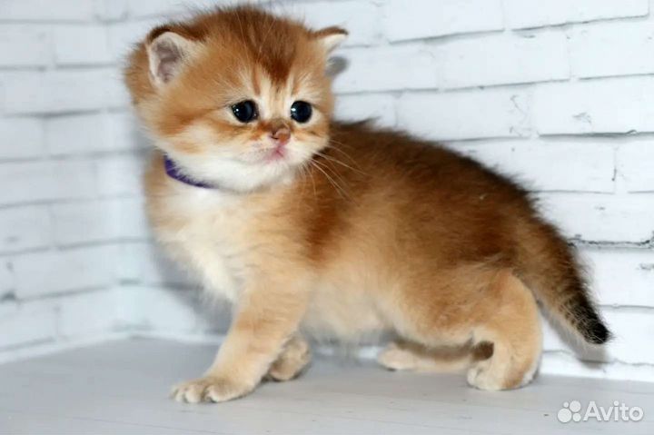 Котята золотые британские шиншиллы ny11