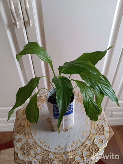 Спатифиллум