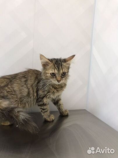 Спасите Дашу (4 месяца)