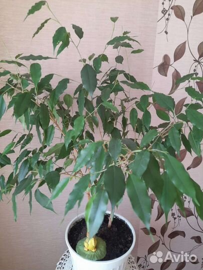 Фикус Бенджамина