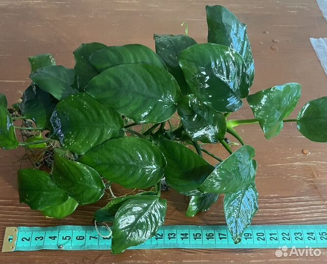 Анубиас аквариумное растение