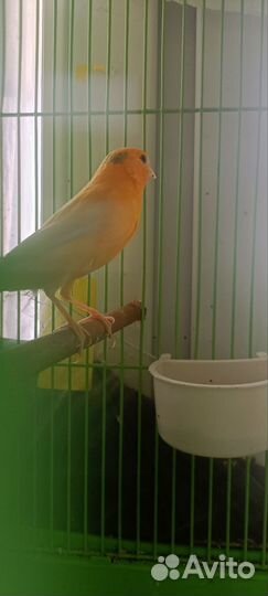 Певчие птицы