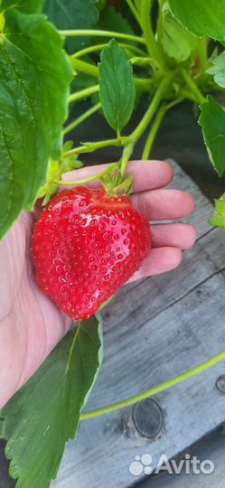 Рассада клубники сорта Альба