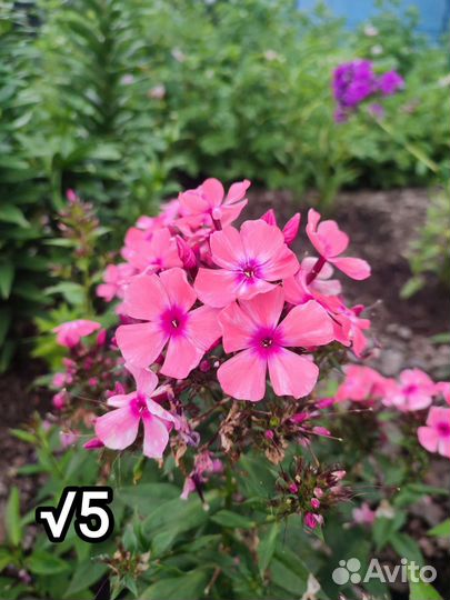 Флокс метельчатый