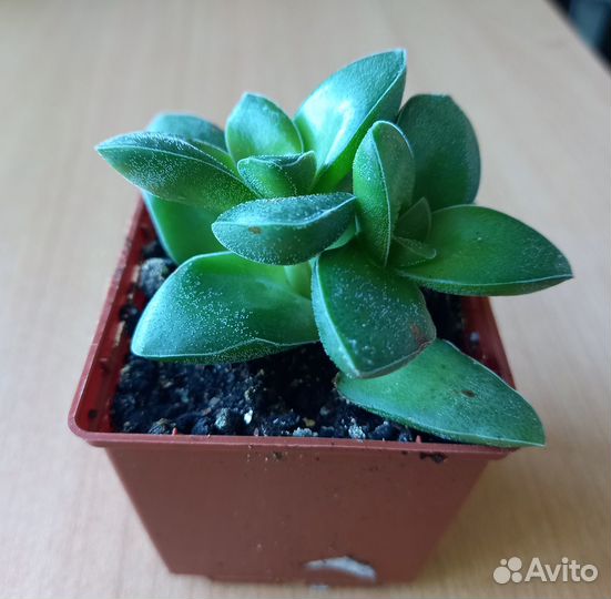 Кактусы и суккуленты