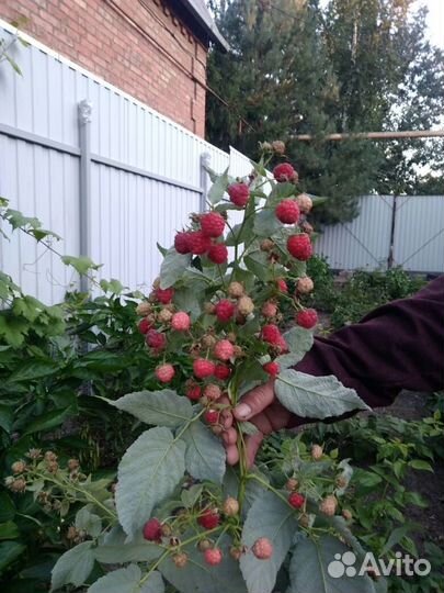 Саженцы малины