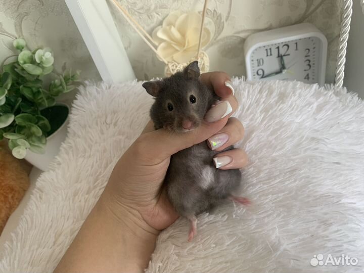 Сирийский хомяк