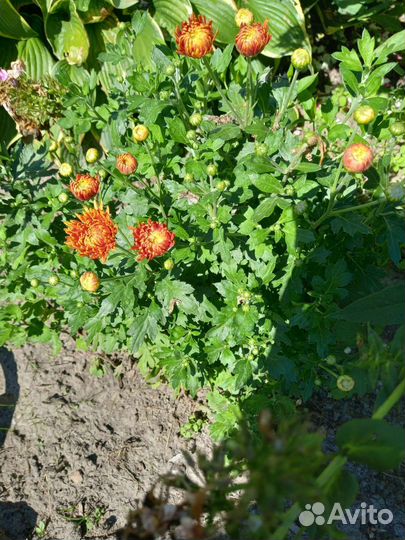 Хризантема