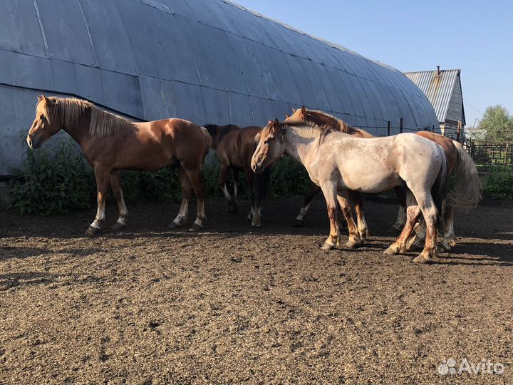 Жеребцы Советские Тяжеловозы