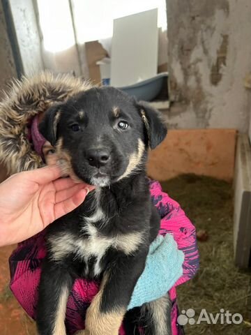 Малыш в добрые руки Мальчик