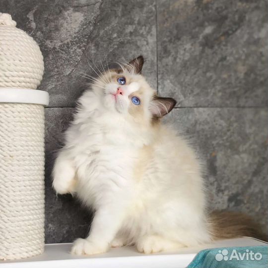 Boston, рэгдолл с документами