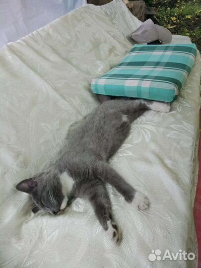 Порода дворянская