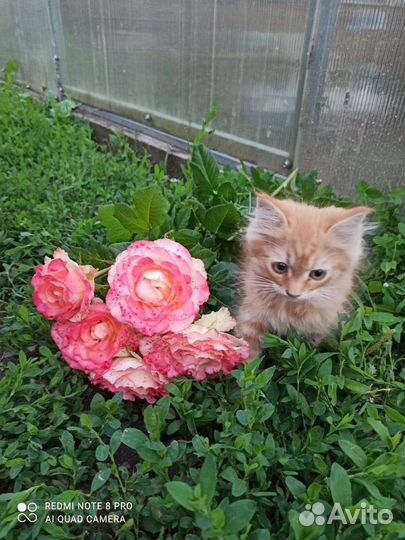 Кошка в дар бесплатно