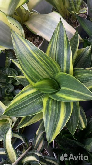Сансевиерии редкие 3