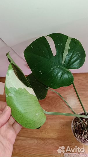 Монстера Тайское Созвездие