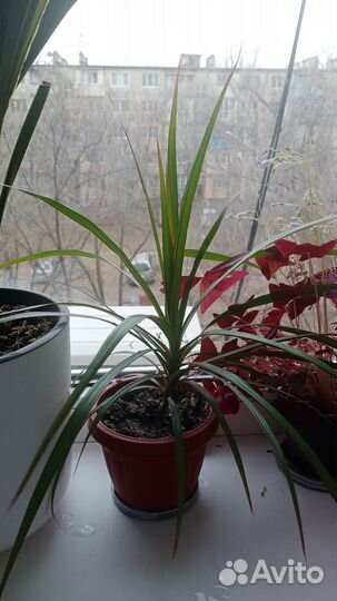 Комнатные растения