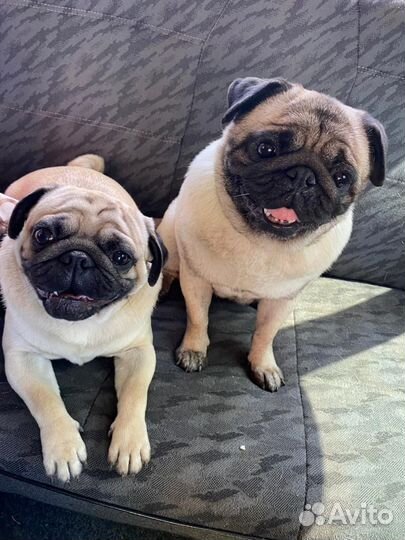 Щенки мопса