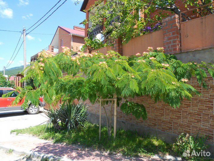 Альбиция Ленкоранская и Калькора, семена